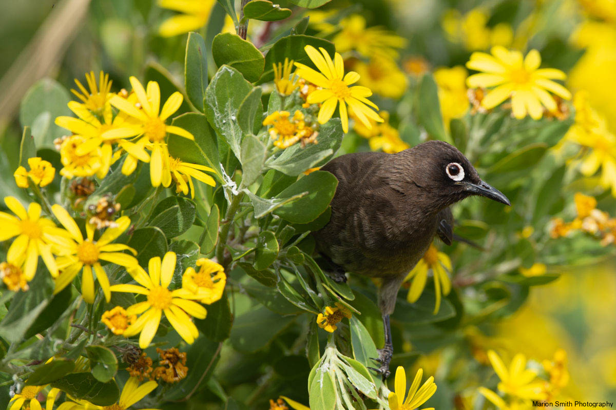Mousebird peaking out of yellow flowering shrub