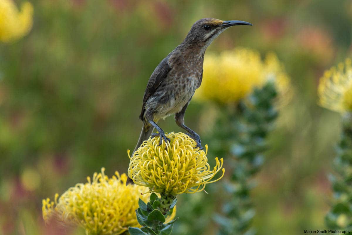 Cape Sugarbird sitting on yellow protea blooms, with blurred bac