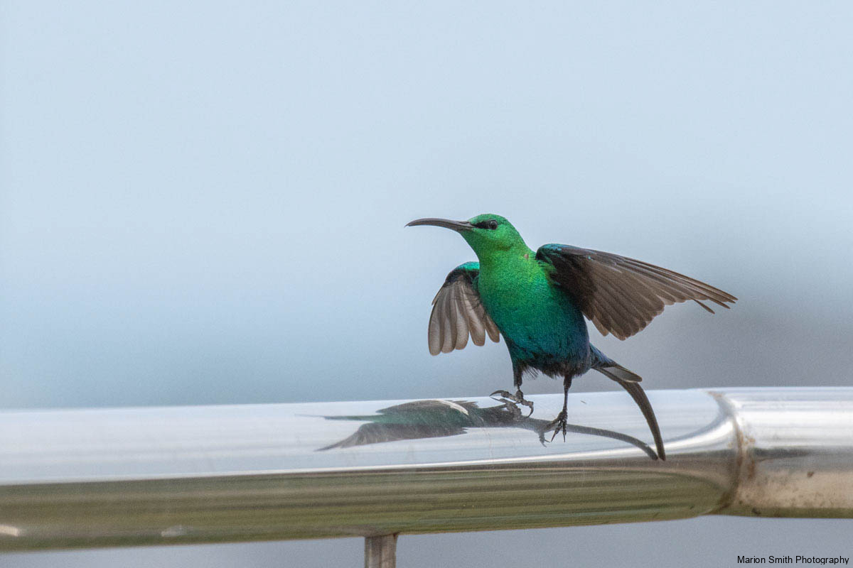 Malakite sugarbird sitting on metal rail with wings open