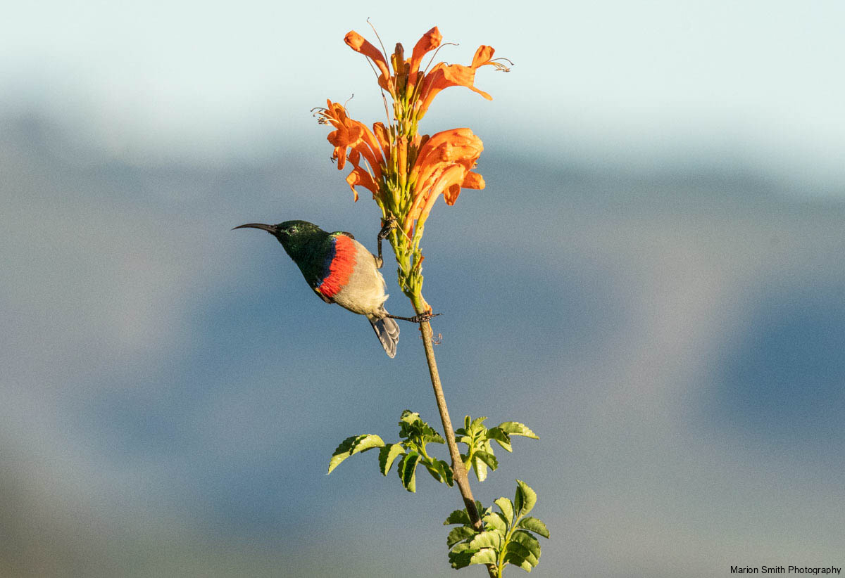 Southern double-collared sunbird or lesser double-collared sunbi