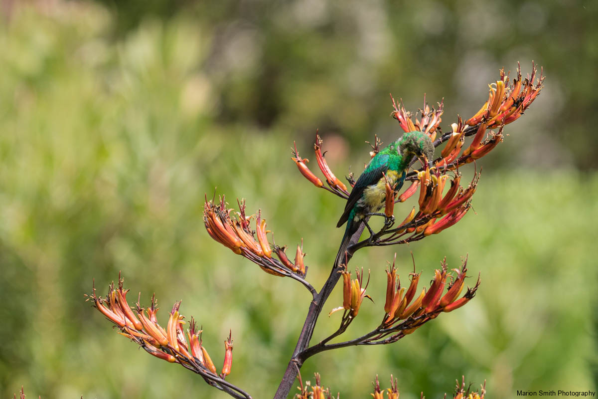 Sugarbird with beak in flower