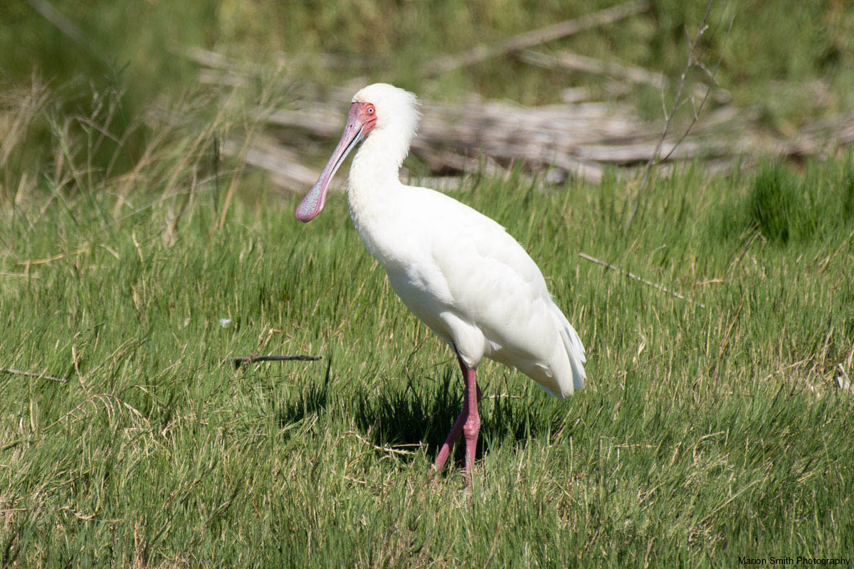 Spponbill bird with pink  long braod beak and pink legs