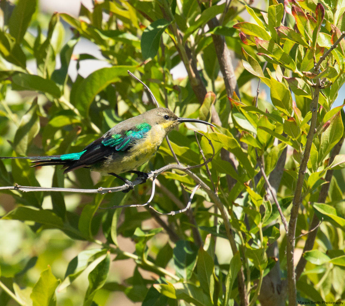 Malachite sunbird (Nectarinia famosa), sitting on twig surrounde