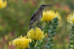 Cape Sugarbird sitting on yellow protea blooms, with blurred bac