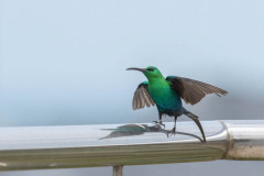 Malakite sugarbird sitting on metal rail with wings open