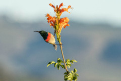 Southern double-collared sunbird or lesser double-collared sunbi