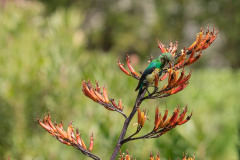 Sugarbird with beak in flower