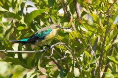 Malachite sunbird (Nectarinia famosa), sitting on twig surrounde