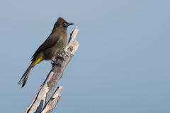 Mousebird sitting on branch with bright sparkling eye and yellow rump