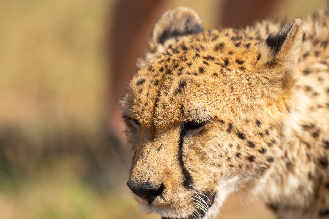 Portrait of Cheetah or Acinonyx jubatus, looking to left. Beautiful solid black spotted coat. Blurred green background. South Africa