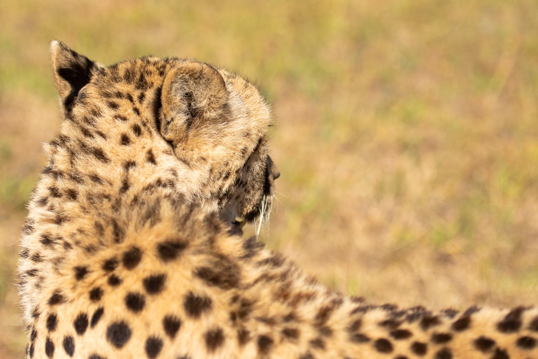 Cheetah or Acinonyx jubatus, looking away from camera. Beautiful  blurred solid black spotted coat. Blurred green background. South Africa