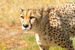 Cheetah or Acinonyx jubatus, facing camera with head alert. Beautiful solid black spotted coat. Blurred green background. South Africa