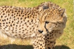 Cheetah or Acinonyx jubatus, looking to left and glossy black nose. Beautiful solid black spotted coat. Blurred green background. South Africa