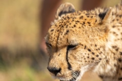 Portrait of Cheetah or Acinonyx jubatus, looking to left. Beautiful solid black spotted coat. Blurred green background. South Africa