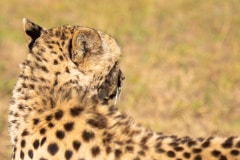 Cheetah or Acinonyx jubatus, looking away from camera. Beautiful  blurred solid black spotted coat. Blurred green background. South Africa