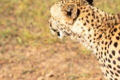 Cheetah or Acinonyx jubatus, looking away from camera with open mouth. Beautiful solid black spotted coat. Blurred green background. South Africa