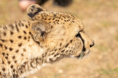 Cheetah or Acinonyx jubatus, looking to right with ears pinned back. Beautiful  blurred solid black spotted coat. Blurred green background. South Africa