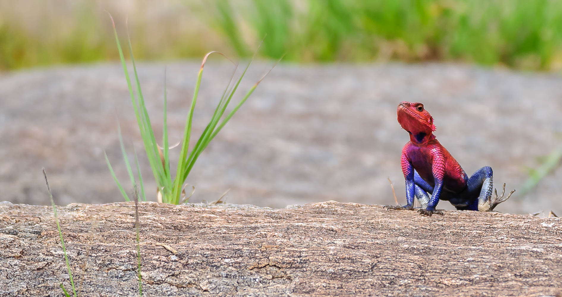 Red headed rock agama sitting on rock displaying dark blue and front and back legs clearly visible ready to jump, Masai Mara, Kenya, Africa