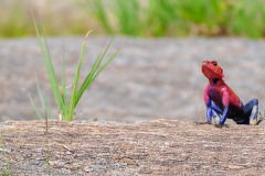 Red headed rock agama sitting on rock displaying dark blue and front and back legs clearly visible ready to jump, Masai Mara, Kenya, Africa