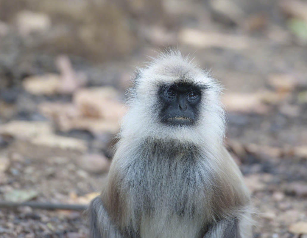 Gray langur, Semnopithecus , sitting on road, facing camera, with big sad eyes, Kahna National Park, India
