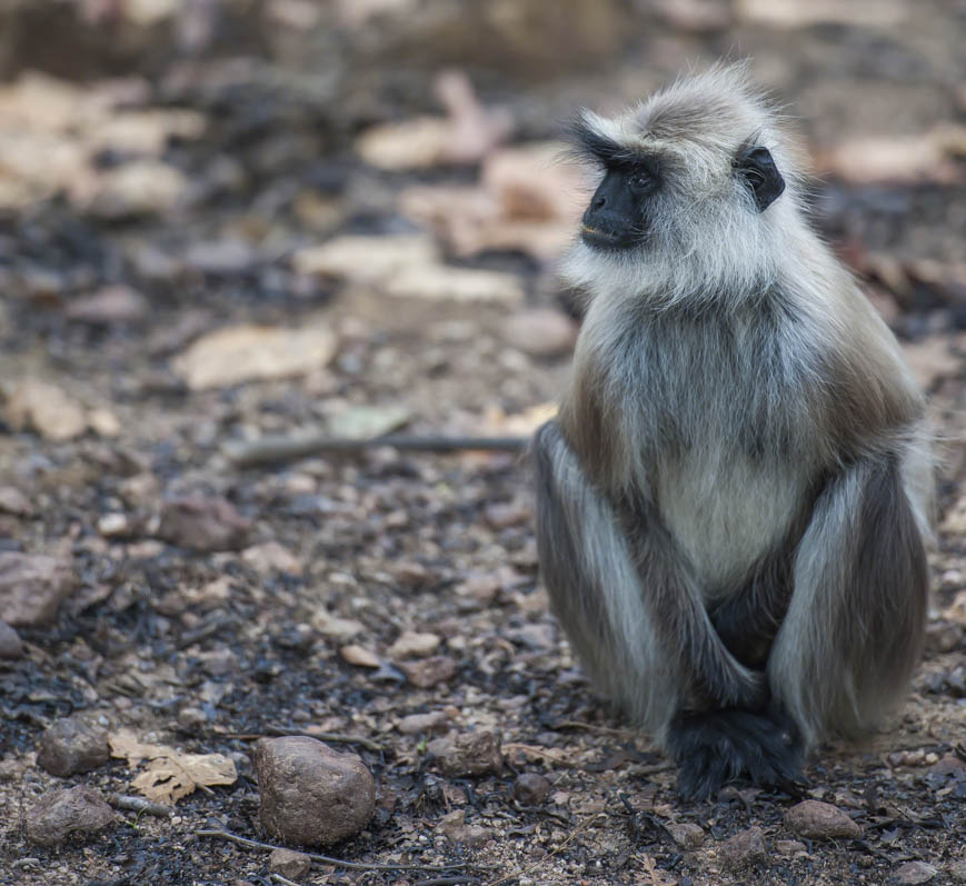 Gray langur, Semnopithecus , sitting on road, looking left and very sad, Kahna National Park, India