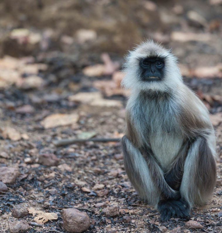 Gray langur, Semnopithecus , sitting on road, facing camera with white whiskers, and blurred background. Kahna National Park, India