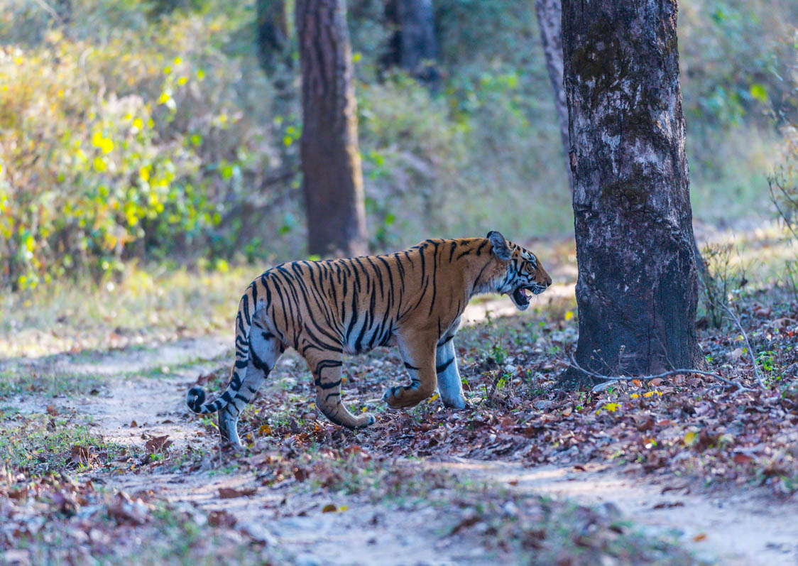 Bengal Tiger, Panthera tigris , walking to right with mouth open showing teeth. Bandhavgarh National Park, India