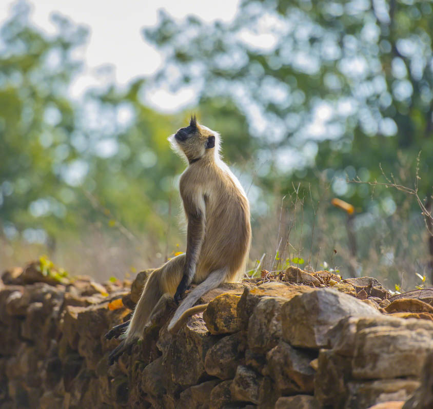 Gray langur, Semnopithecus , sitting on stone wall, looking up at sky, Kahna National Park, India