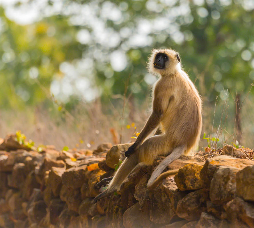 Gray langur, Semnopithecus , sitting on stone wall, facing camera, Kahna National Park, India
