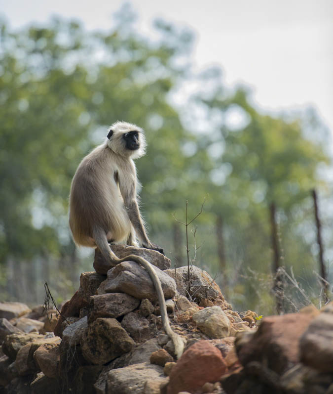 Gray langur, Semnopithecus , sitting on stone wall, looking back at camera, Kahna National Park, India