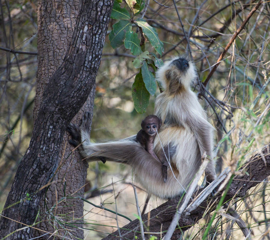 Gray langur, Semnopithecus , sitting on branch of tree with baby langur, looking up at sky, Kahna National Park, India