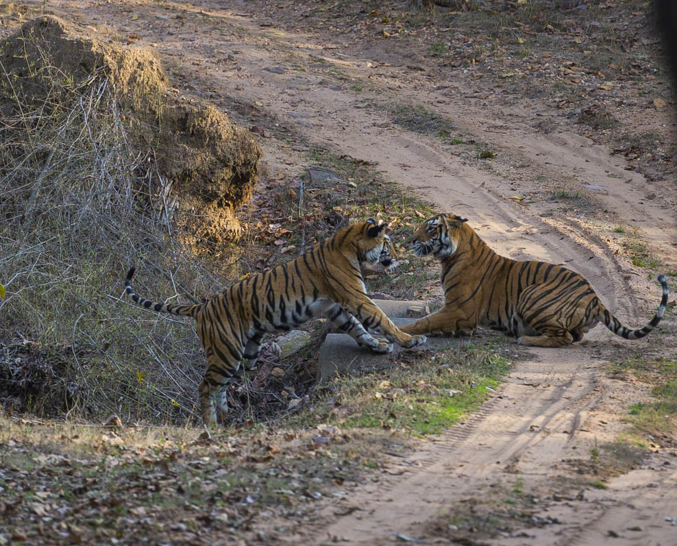 Bengal Tigers, Panthera tigris , play fighting, Bandhavgarh National Park, India
