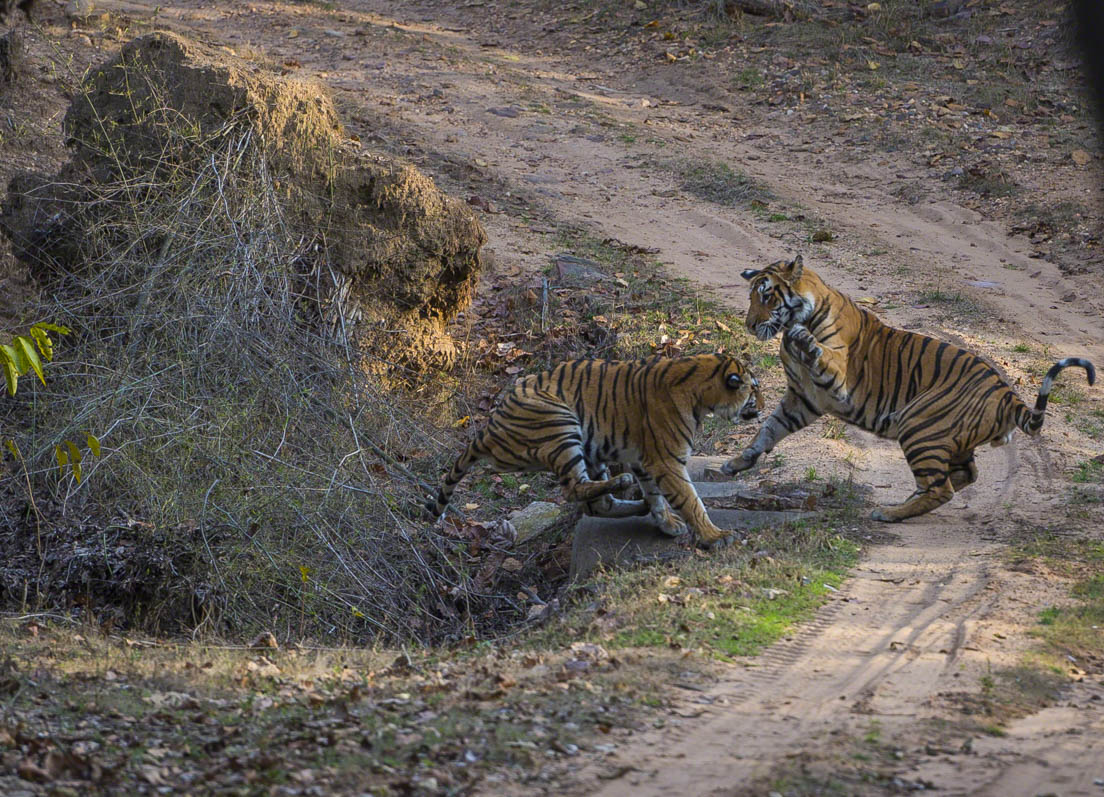 Bengal Tiger brothers play fighting in Bandhavgarh forest with evening sunset, India