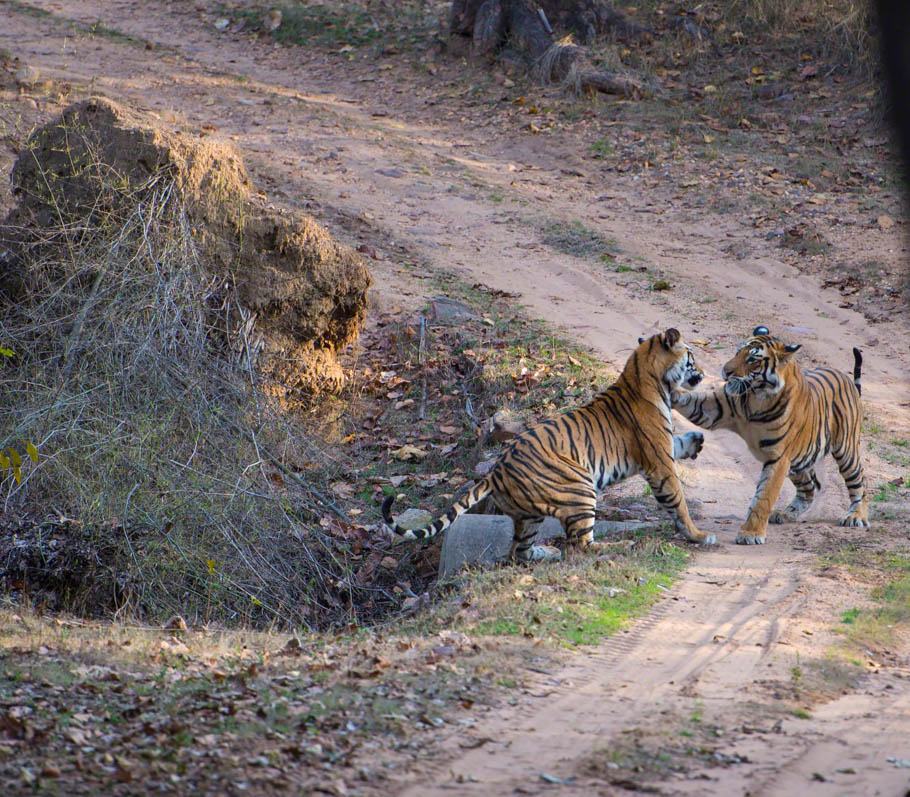 Two Bengal Tiger, Panthera tigris play fighting, one with paw on the other tiger. Bandhavgarh National Park, India