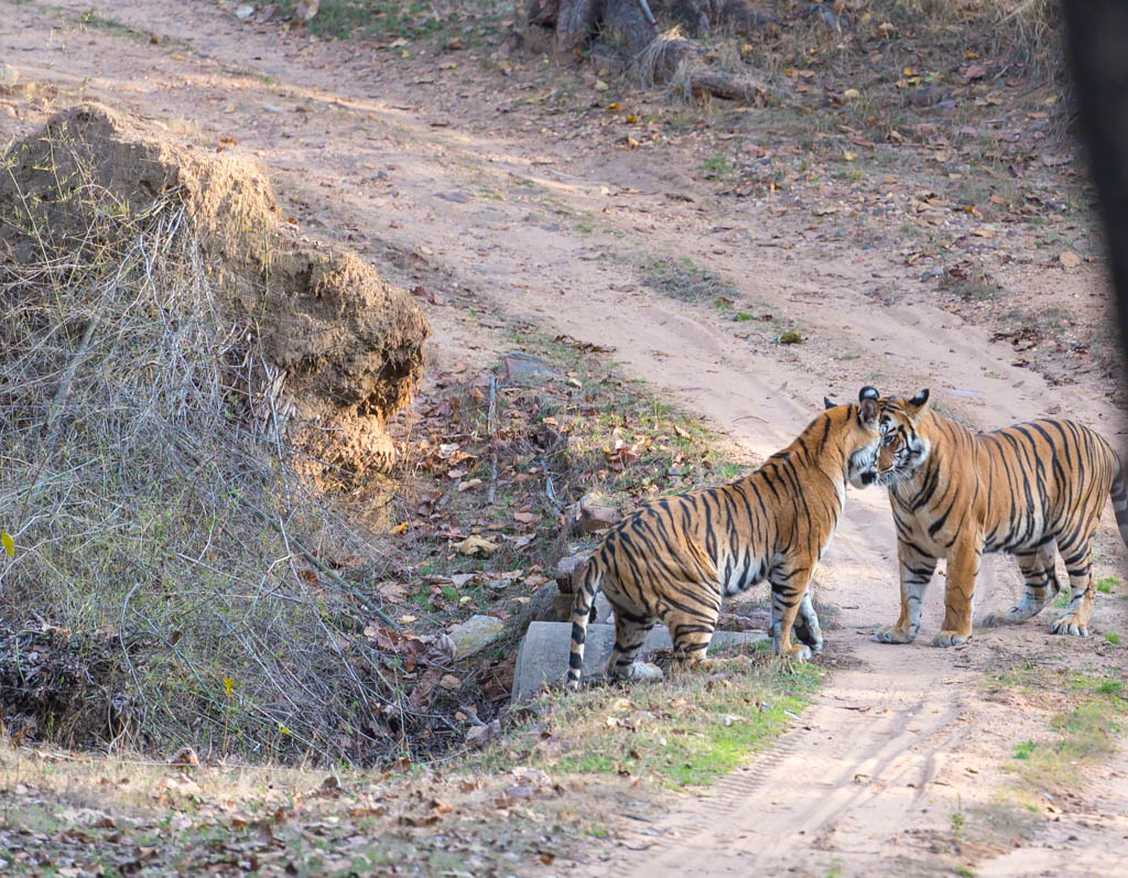 Two Bengal Tiger, Panthera tigris play fighting, face to face, Bandhavgarh National Park, India