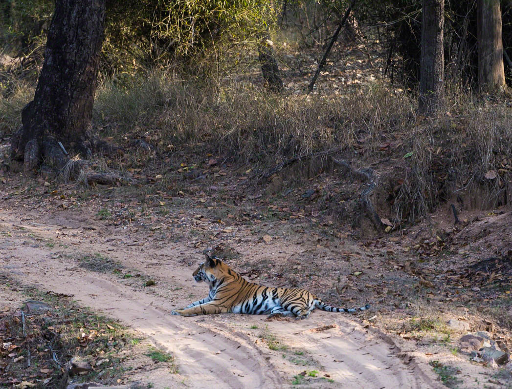 Bengal Tiger, Panthera tigris lying down in road, looking left. Bandhavgarh National Park, India