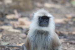 Gray langur, Semnopithecus , sitting on road, facing camera, with big sad eyes, Kahna National Park, India