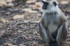 Gray langur, Semnopithecus , sitting on road, looking left and very sad, Kahna National Park, India