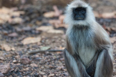 Gray langur, Semnopithecus , sitting on road, facing camera with white whiskers, and blurred background. Kahna National Park, India