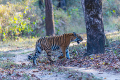 Bengal Tiger, Panthera tigris , walking to right with mouth open showing teeth. Bandhavgarh National Park, India