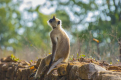Gray langur, Semnopithecus , sitting on stone wall, looking up at sky, Kahna National Park, India