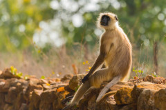 Gray langur, Semnopithecus , sitting on stone wall, facing camera, Kahna National Park, India
