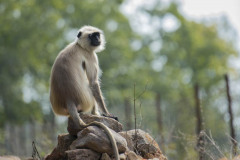 Gray langur, Semnopithecus , sitting on stone wall, looking back at camera, Kahna National Park, India