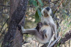 Gray langur, Semnopithecus , sitting on branch of tree with baby langur, looking up at sky, Kahna National Park, India