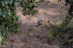Bengal Tiger, Panthera tigris , lying down and facing camera, mouth open showing teeth. Bandhavgarh National Park, India