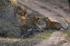 Bengal Tigers, Panthera tigris , play fighting, Bandhavgarh National Park, India