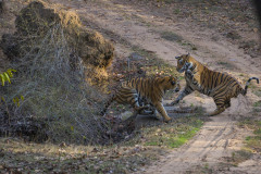 Bengal Tiger brothers play fighting in Bandhavgarh forest with evening sunset, India