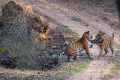 Two Bengal Tiger, Panthera tigris play fighting, one with paw on the other tiger. Bandhavgarh National Park, India