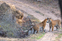 Two Bengal Tiger, Panthera tigris play fighting, face to face, Bandhavgarh National Park, India