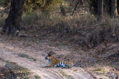 Bengal Tiger, Panthera tigris lying down in road, looking left. Bandhavgarh National Park, India